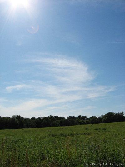 Green Fields in Summer