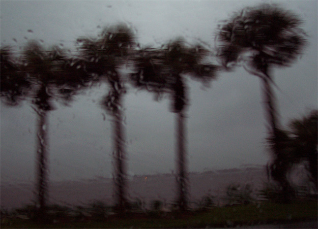A Rainy Day for the Palms