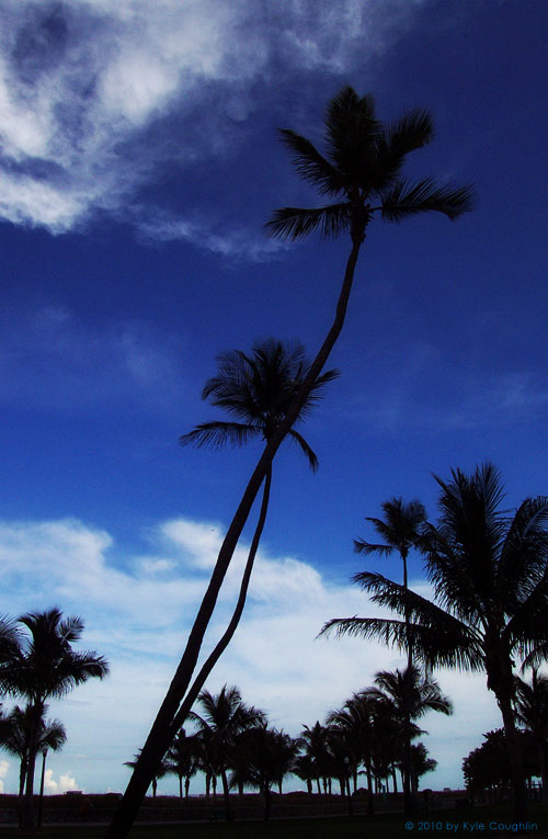 A Shady City of Palm Trees