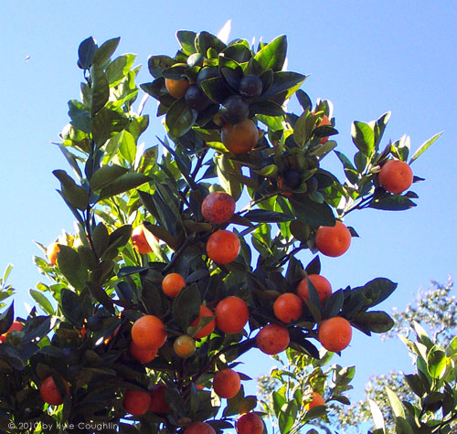 The Kumquat Tree